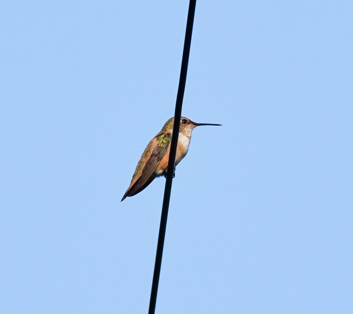 Rufous Hummingbird - ML258471511