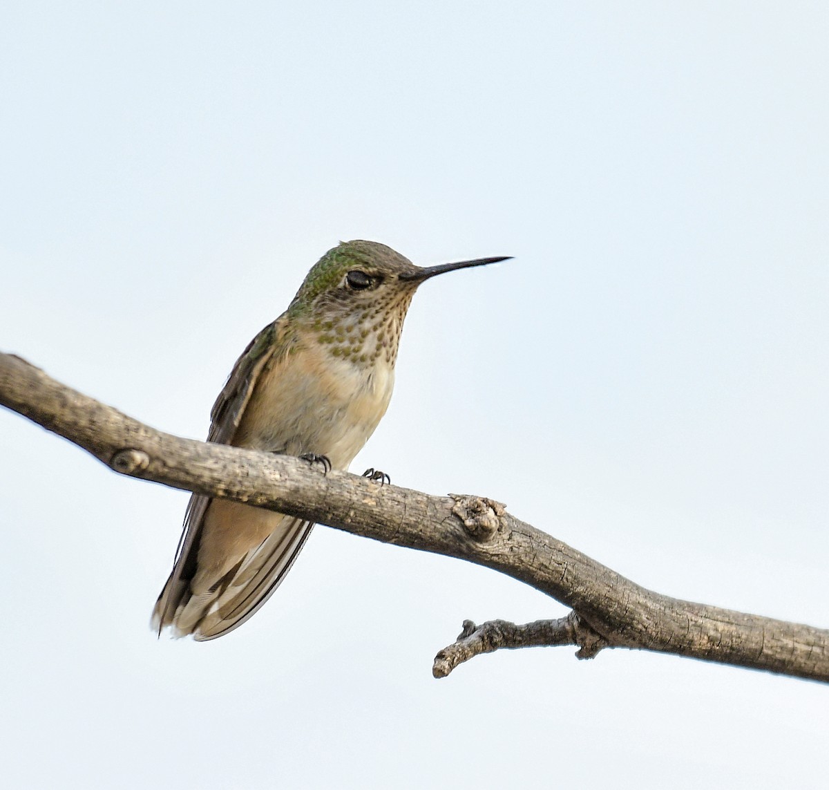 Calliope Hummingbird - Jo Willars