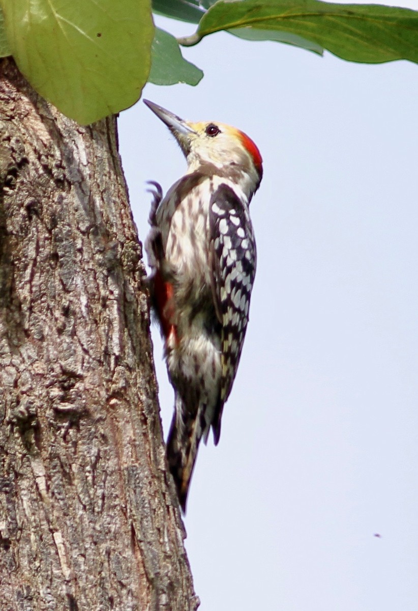 Yellow-crowned Woodpecker - Ains Priestman
