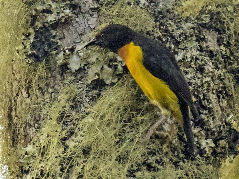 Usambara Weaver - Daniel López-Velasco | Ornis Birding Expeditions