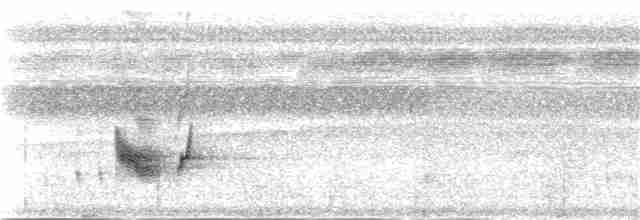 Манакін-стрибун карликовий - ML25848761