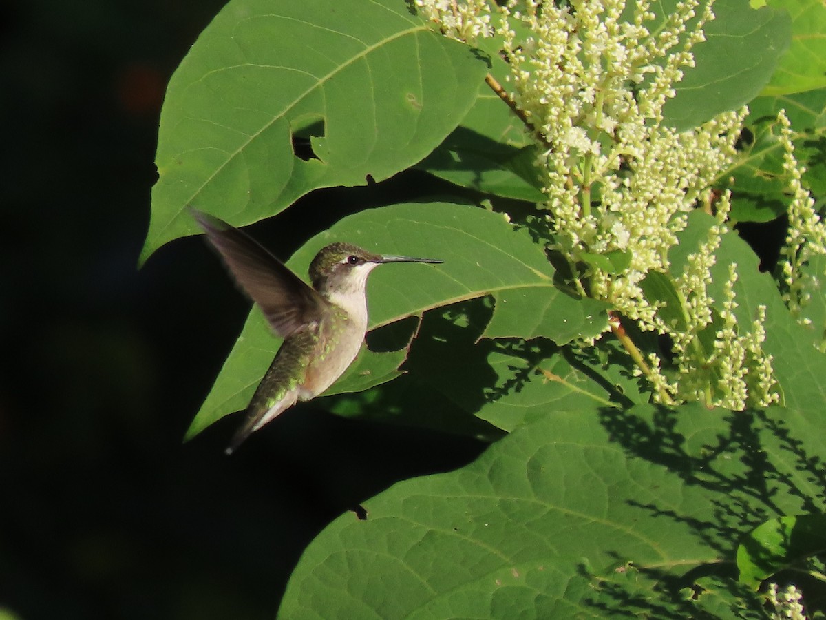 Ruby-throated Hummingbird - Sue Wetmore