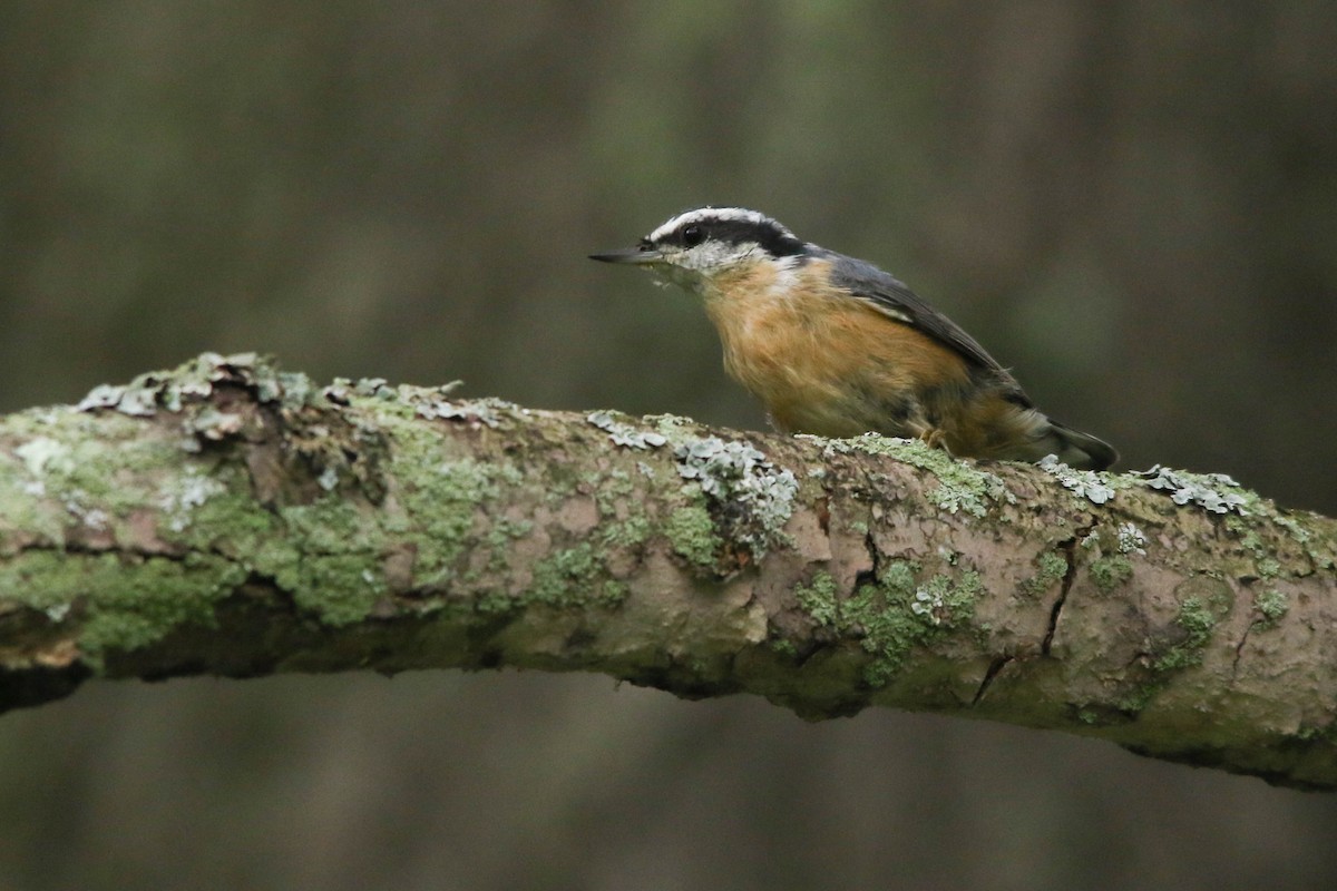 Red-breasted Nuthatch - Benjamin Hack
