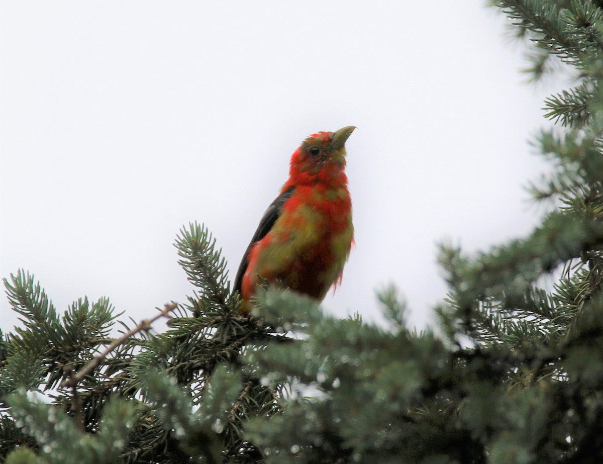 Scarlet Tanager - ML258498181