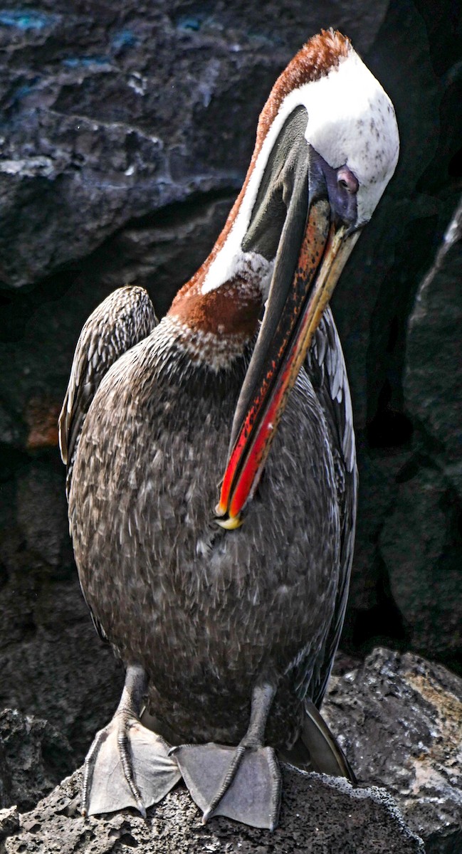 Brown Pelican (Galapagos) - Roger Horn