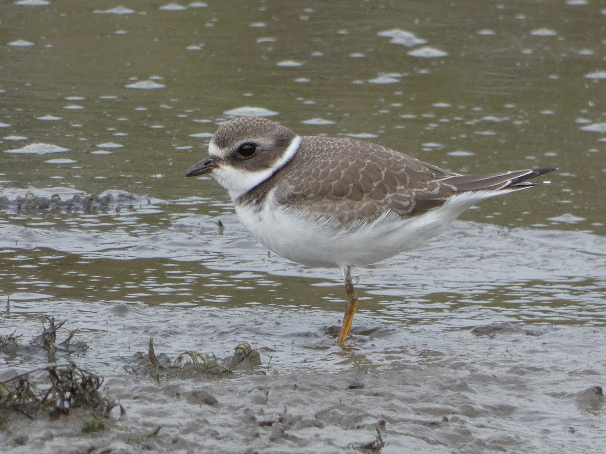 Semipalmated Plover - ML258500491
