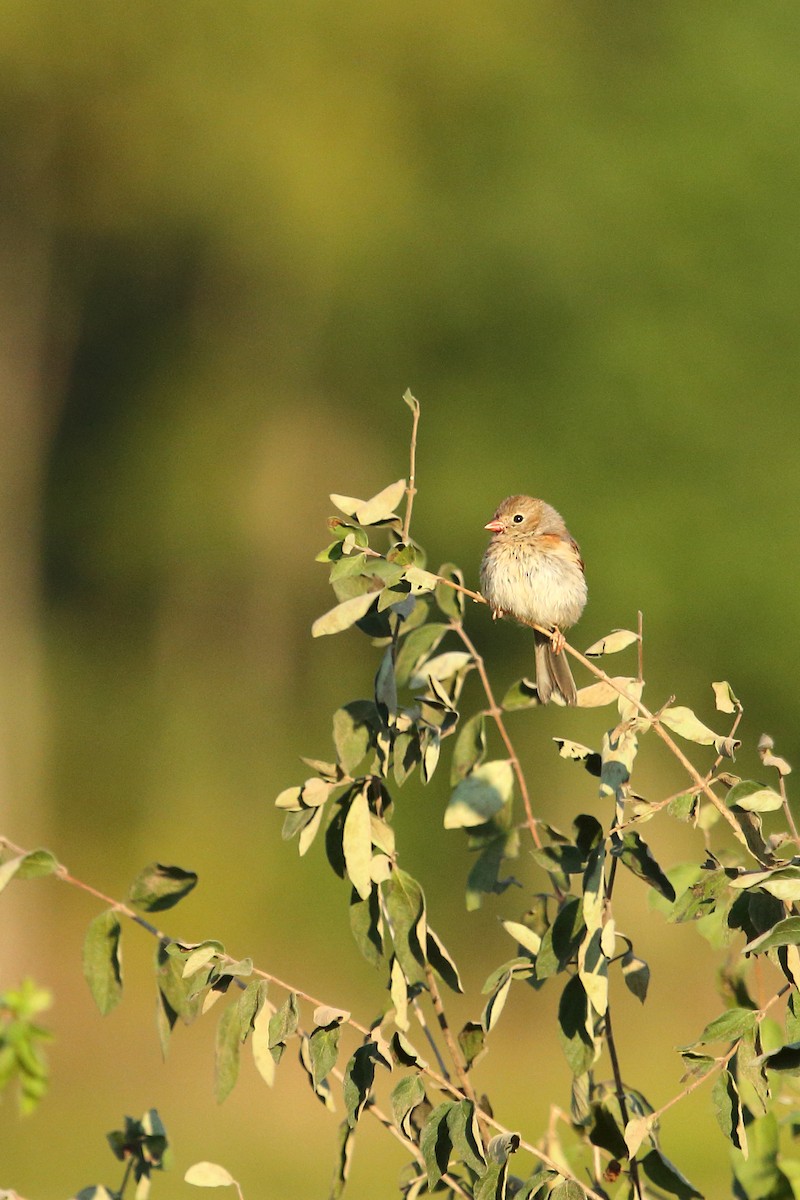 Field Sparrow - ML258502141