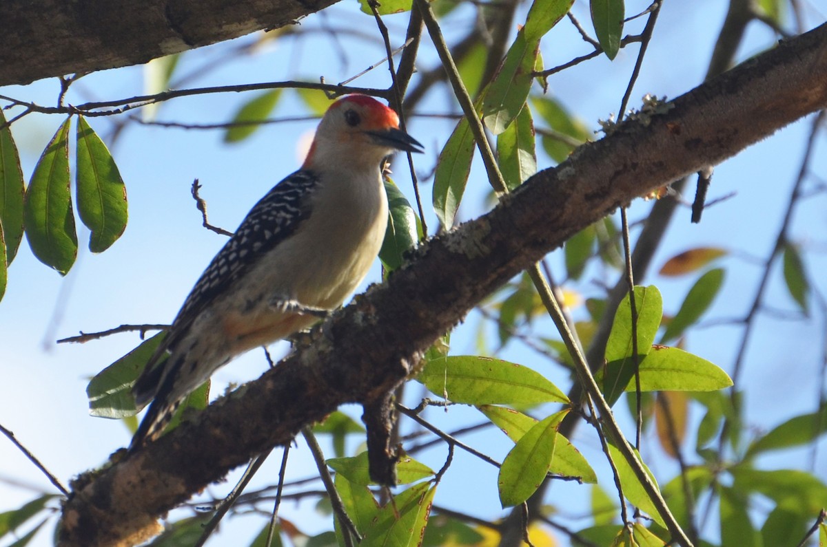 Red-bellied Woodpecker - Marie O'Neill