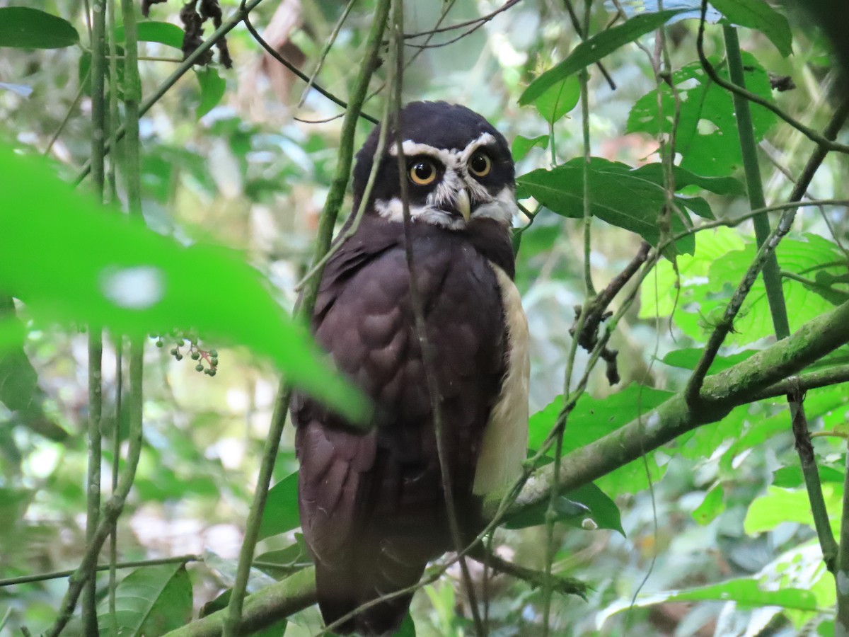Spectacled Owl - Nestor Javier Orozco Clavijo