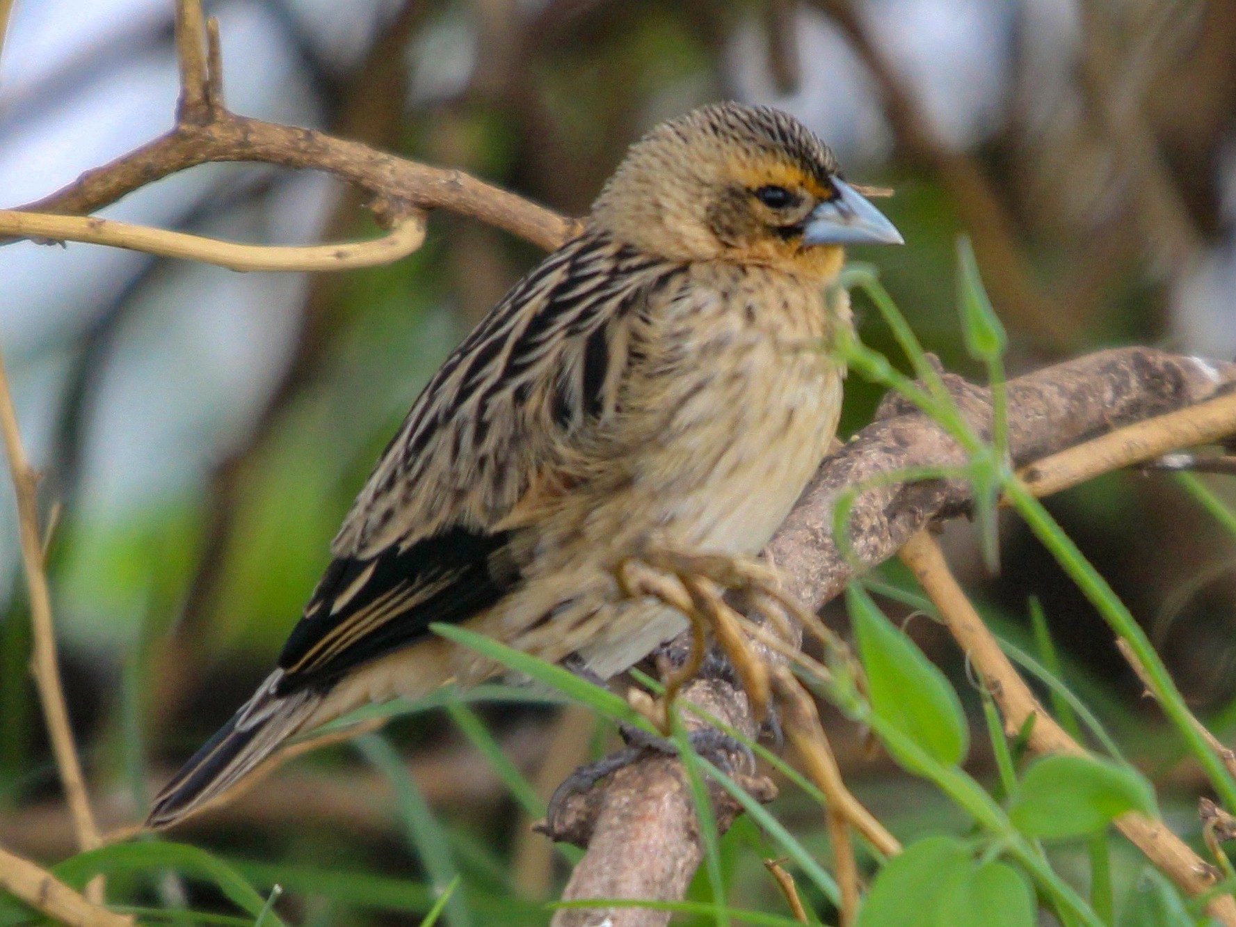 Jackson's Widowbird - Daniel S.