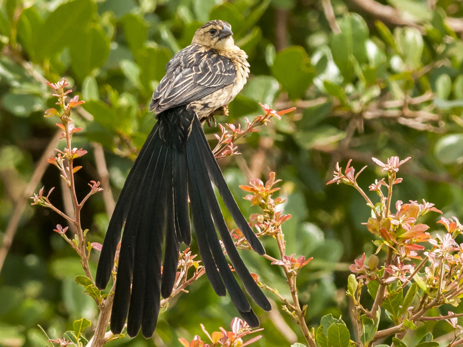Jackson's Widowbird - Claudia Brasileiro