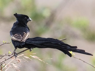 オドリホウオウ - eBird
