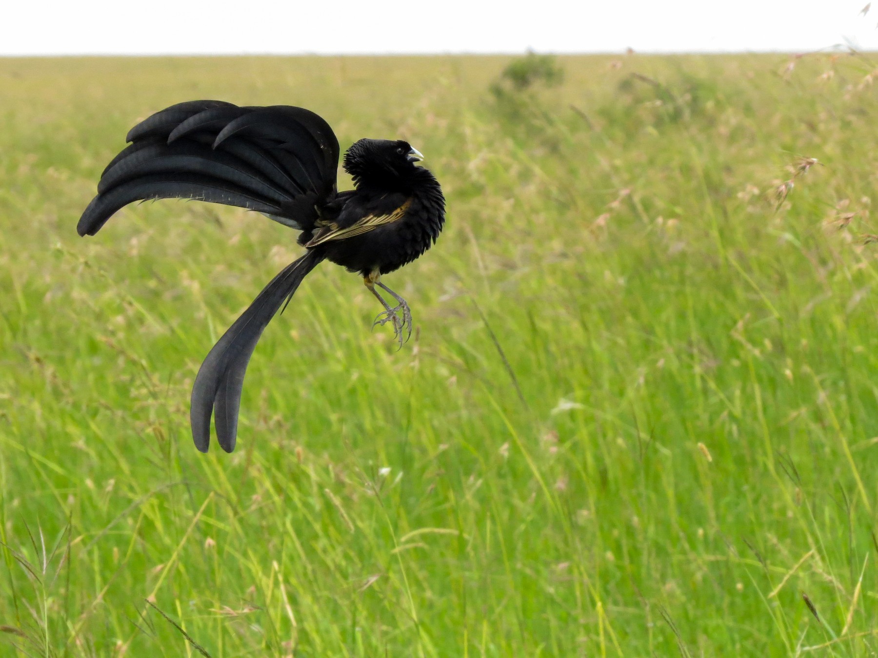 Jackson's Widowbird - Shane McPherson