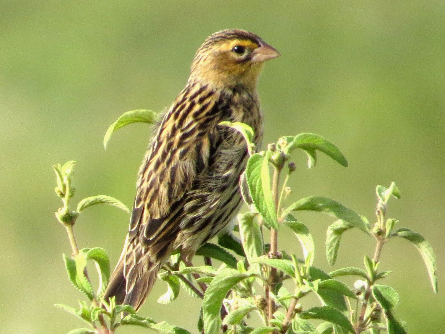 Jackson's Widowbird - Vickie Buck