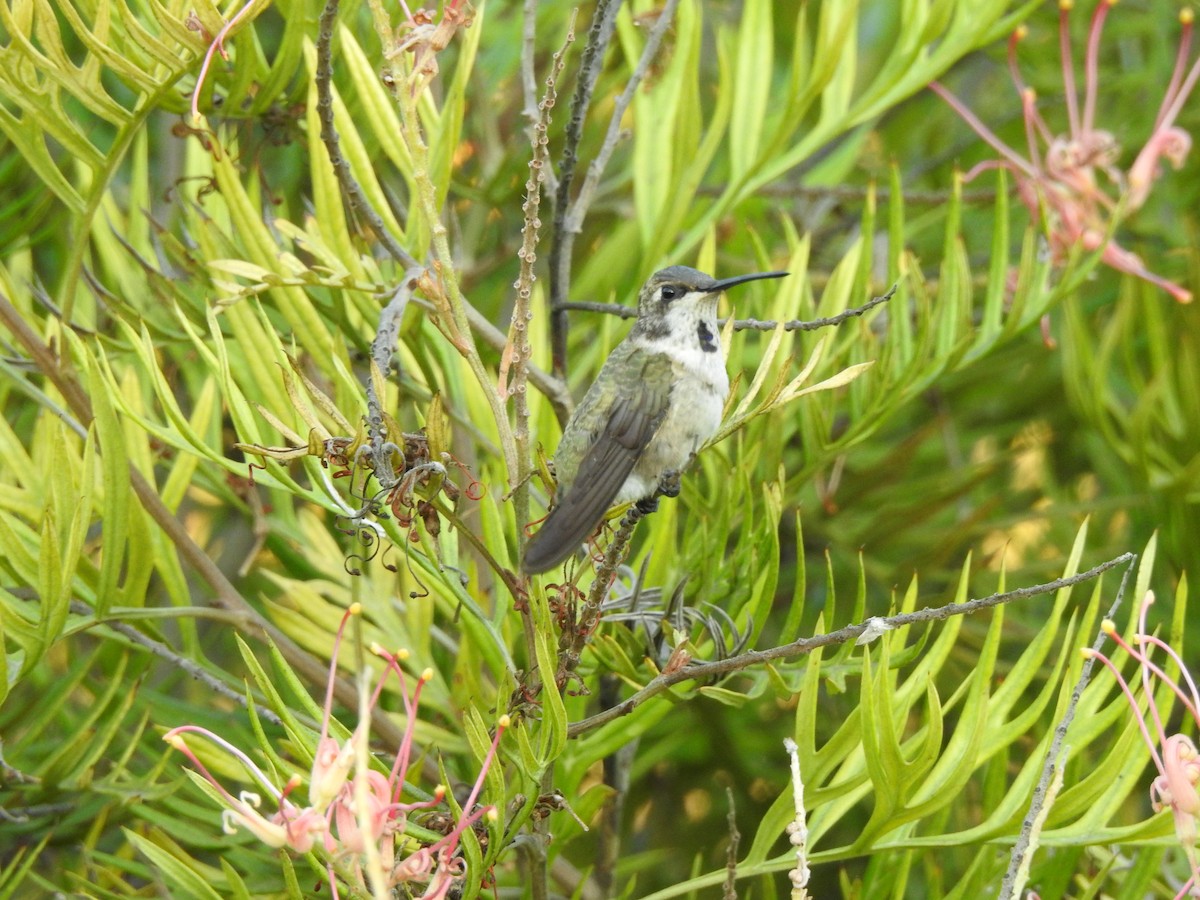 Black-chinned Hummingbird - Robin Share