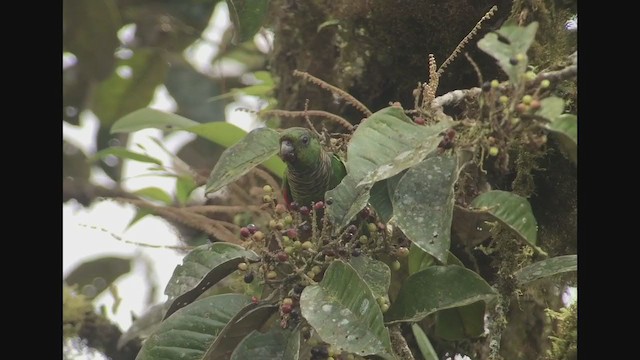 Maroon-tailed Parakeet - ML258519911