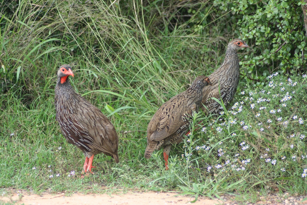 Red-necked Spurfowl (Southern) - ML258523691