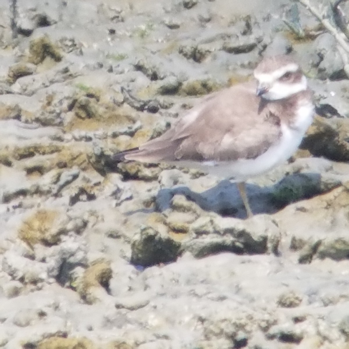 Semipalmated Plover - ML258525961