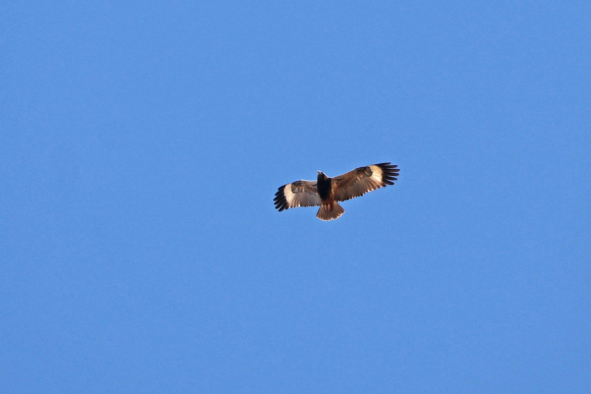 Black-breasted Kite - ML258529121