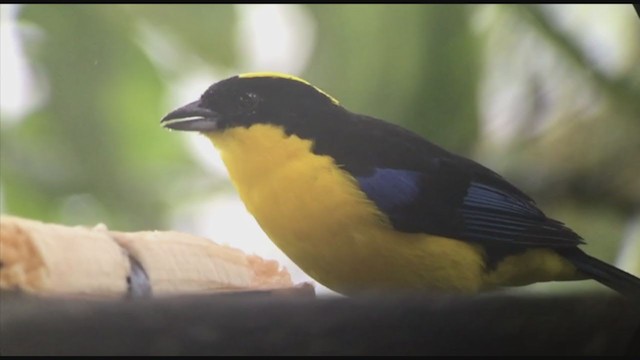 Blue-winged Mountain Tanager - ML258534751