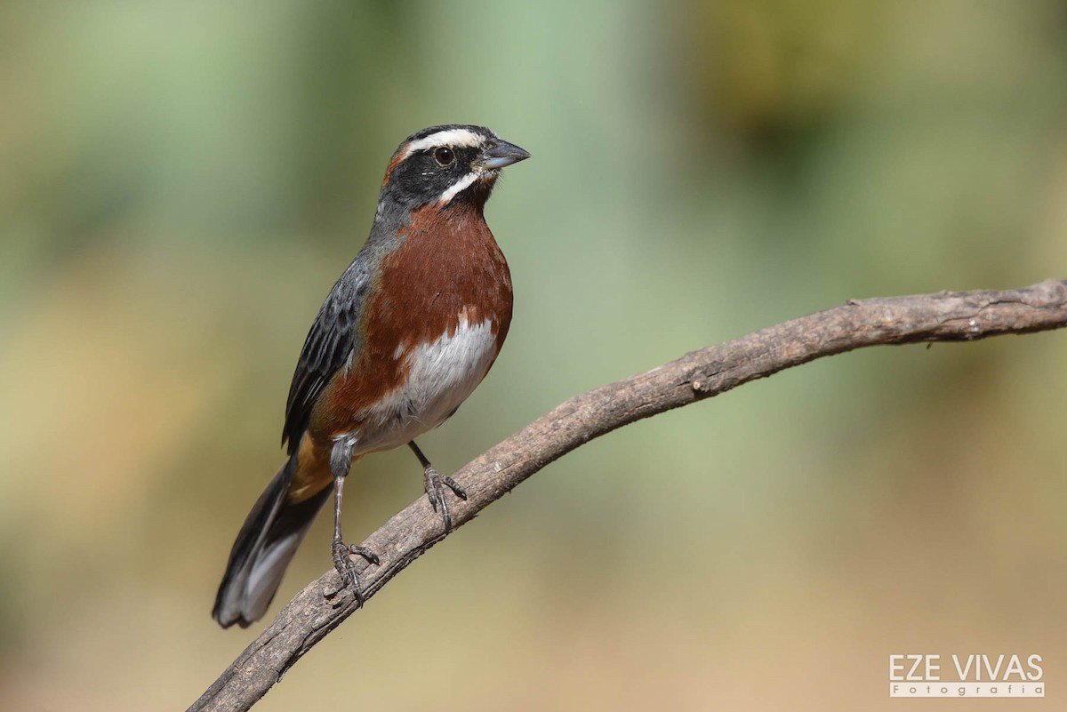 Black-and-chestnut Warbling Finch - ML258535951