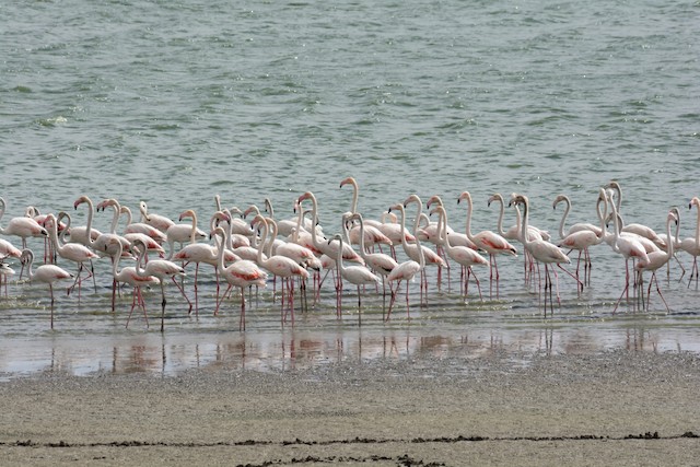 © Jorge  Safara - Greater Flamingo