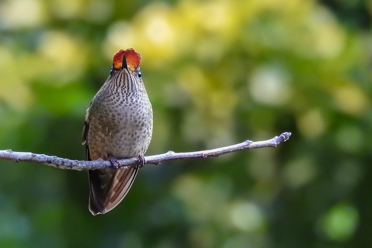 Green-backed Firecrown - ML258537401