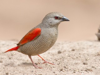  - Red-winged Pytilia