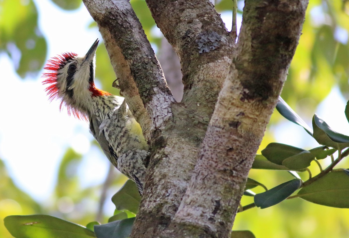 Cuban Green Woodpecker - Jeremiah Trimble