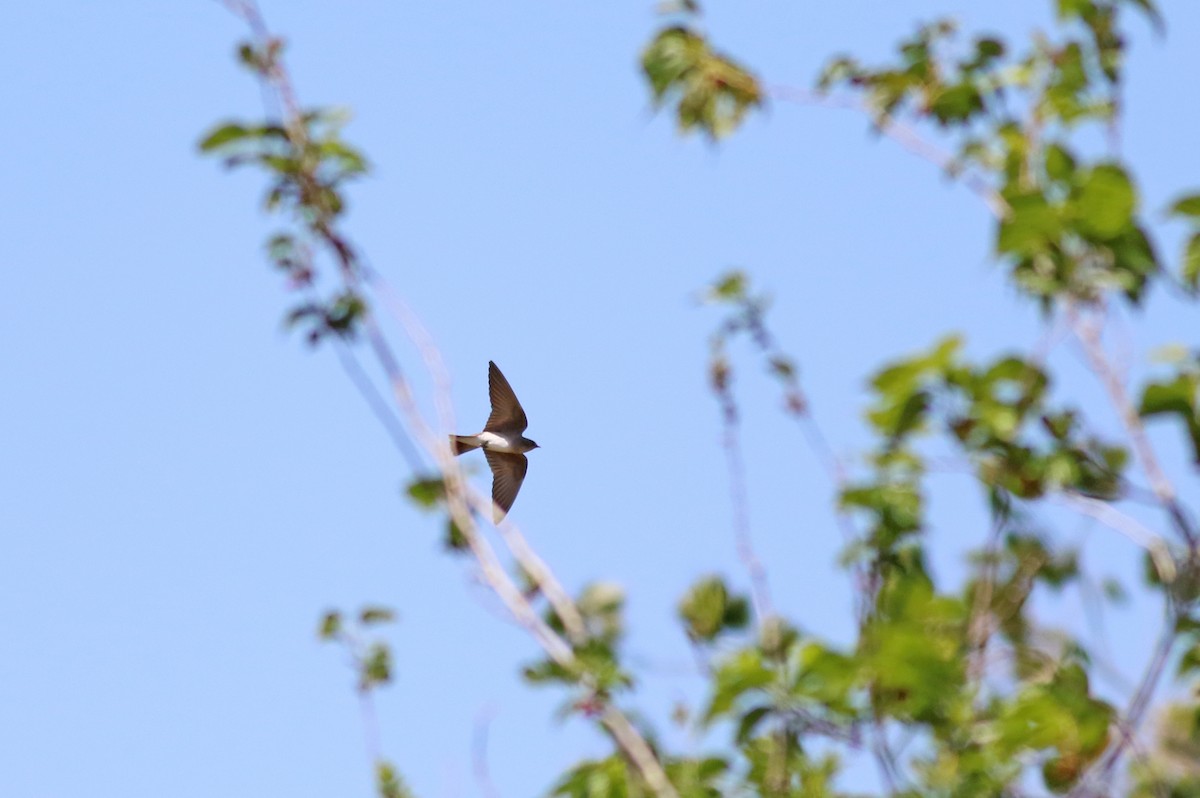 Northern Rough-winged Swallow - Jeremiah Trimble