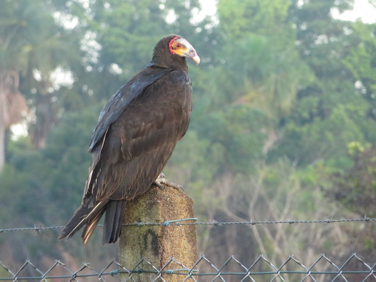 Lesser Yellow-headed Vulture - Brian O'Shea
