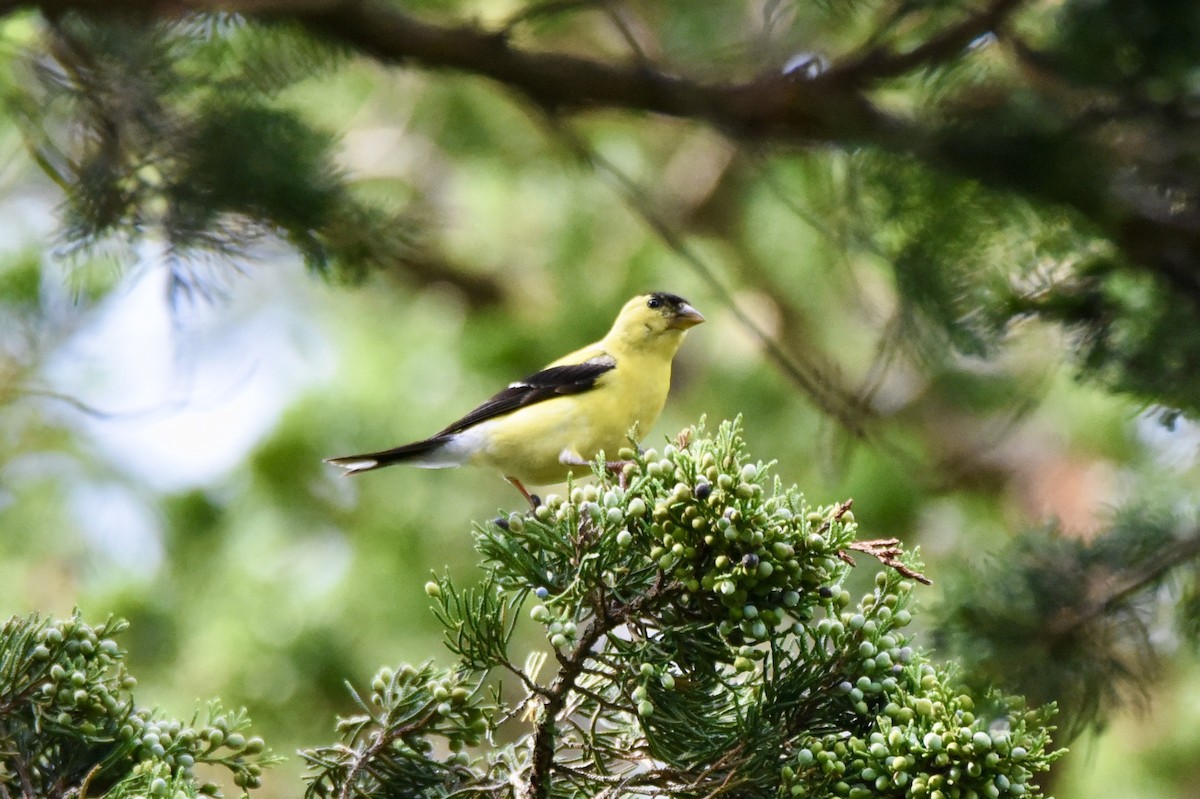 American Goldfinch - Christopher Veale