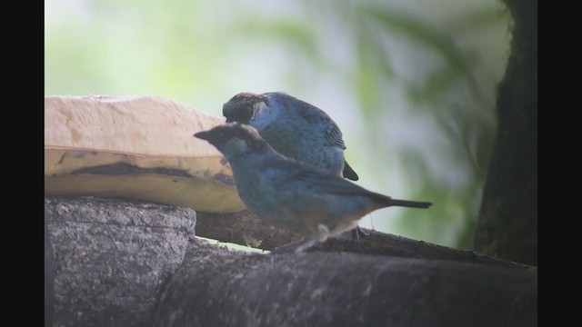 Golden-naped Tanager - ML258541021