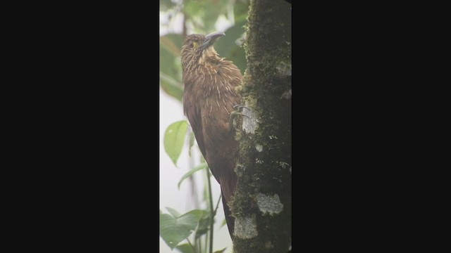 Strong-billed Woodcreeper - ML258543171