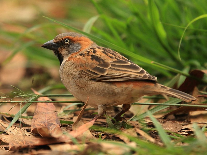 Kenya Rufous Sparrow - Tadeusz Rosinski