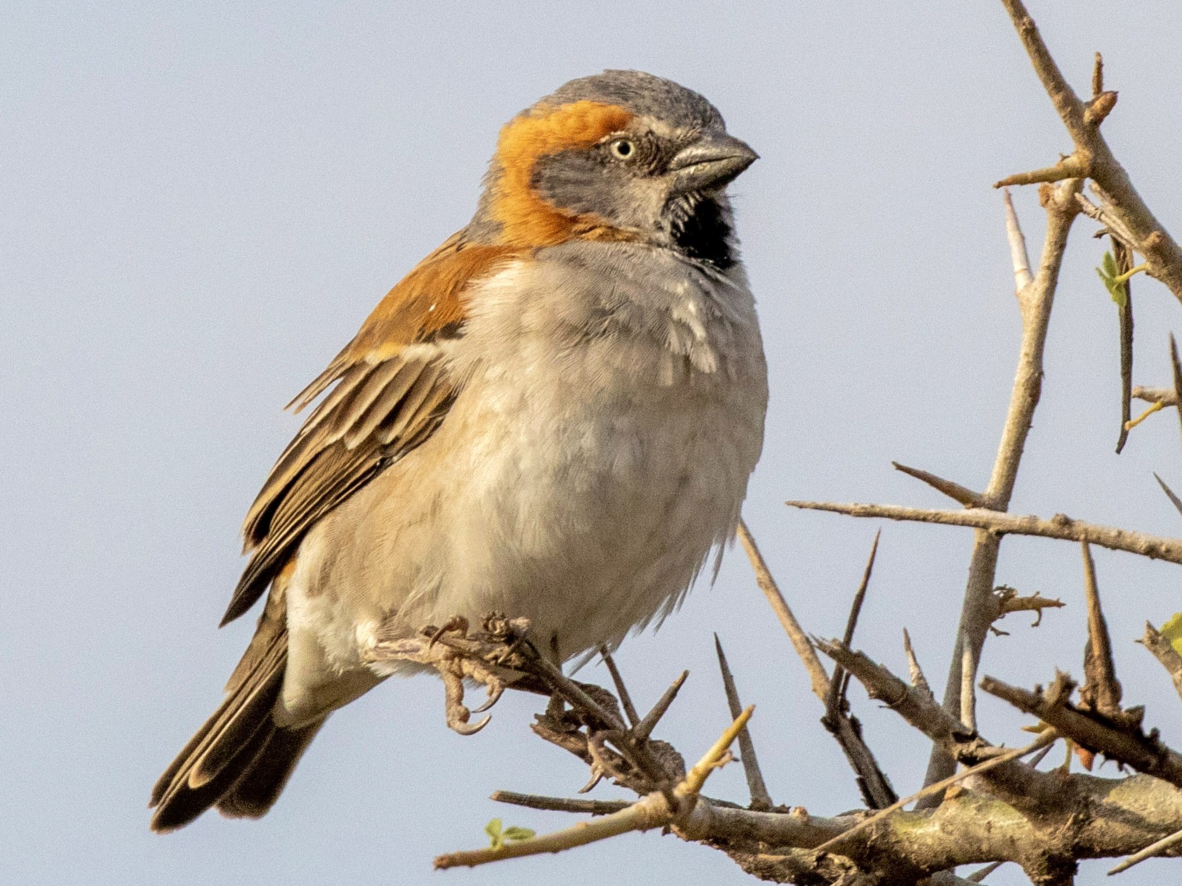 Kenya Rufous Sparrow - Charles Robshaw