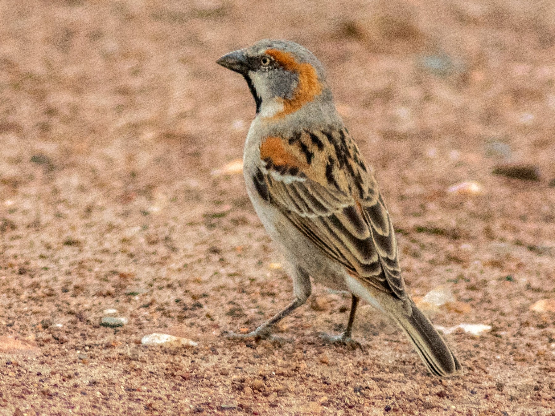 ケニアアカスズメ Ebird