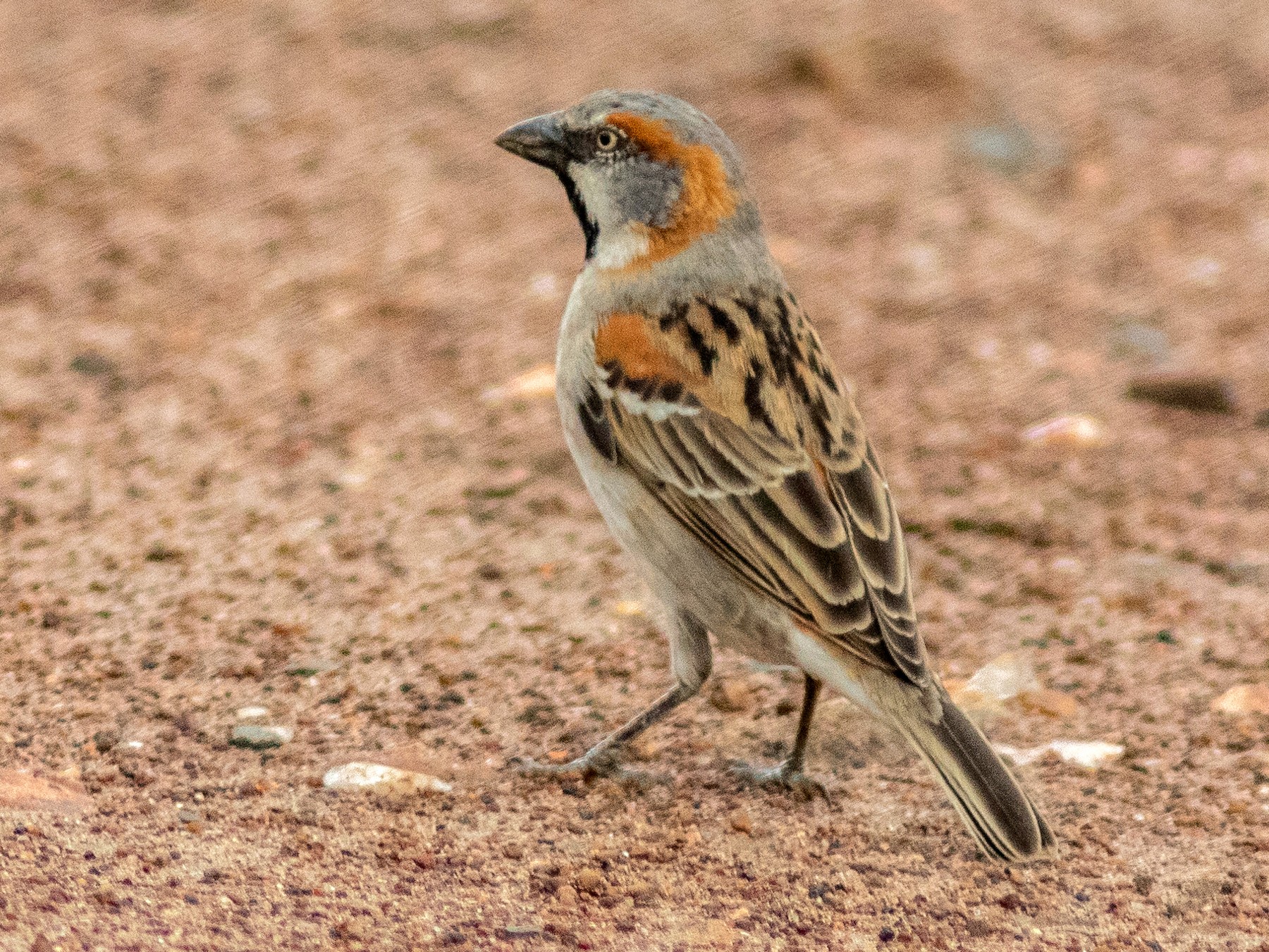 Kenya Rufous Sparrow - Susan Mac