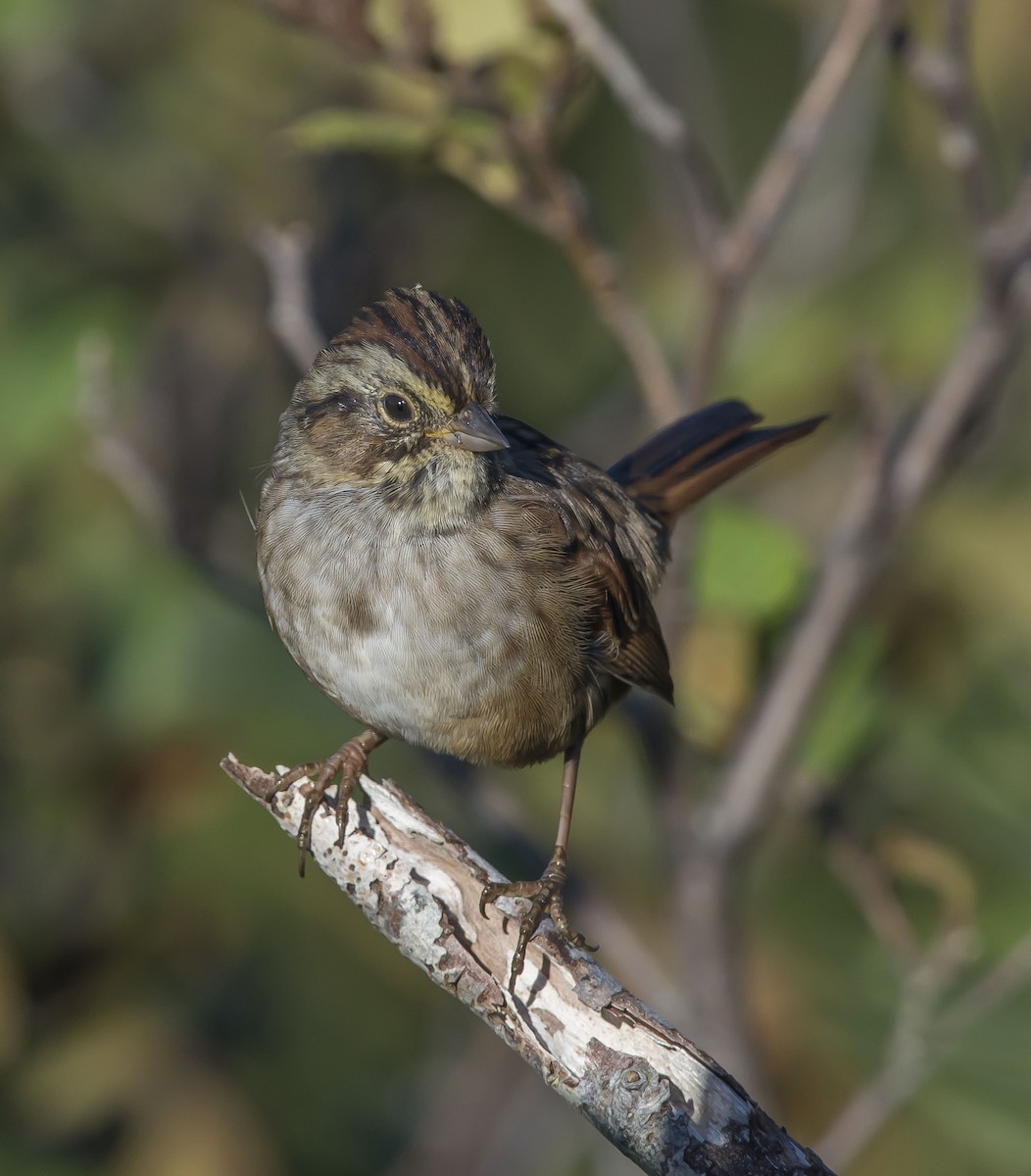 Swamp Sparrow - Ronnie d'Entremont