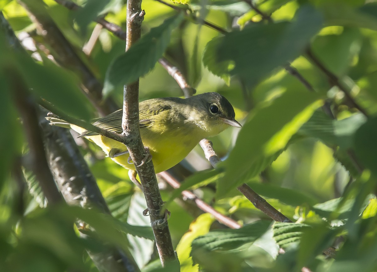 Mourning Warbler - Ronnie d'Entremont