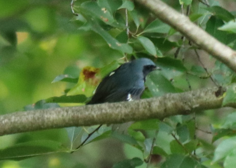 Black-throated Blue Warbler - ML258568671