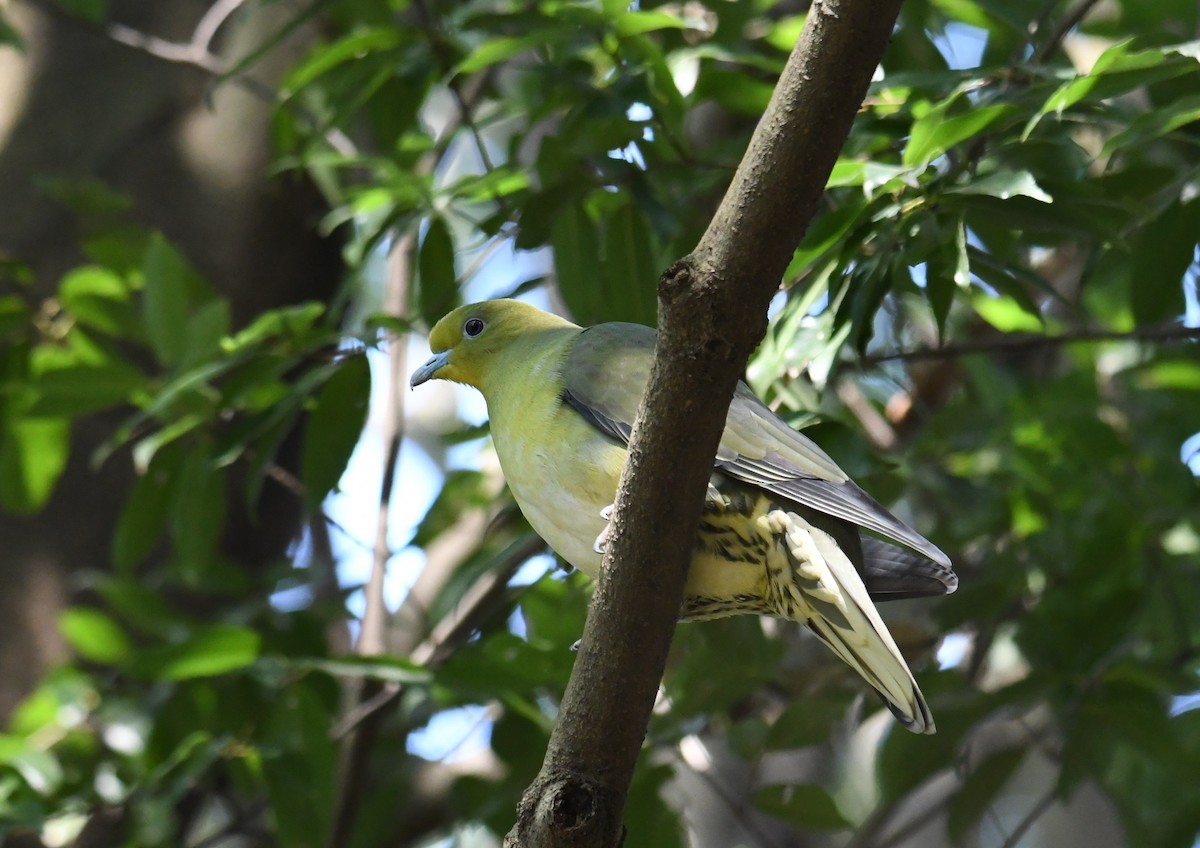White-bellied Green-Pigeon - ML258569291