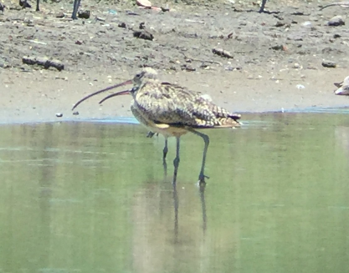 Long-billed Curlew - ML258569641