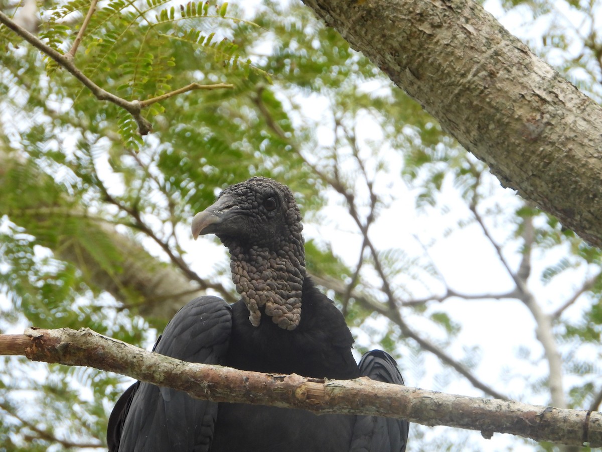 Black Vulture - ML258569791