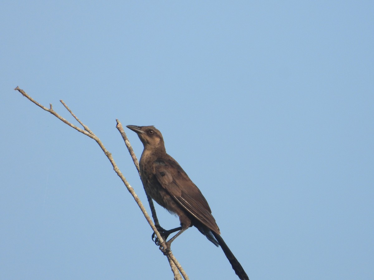 Great-tailed Grackle - ML258571281