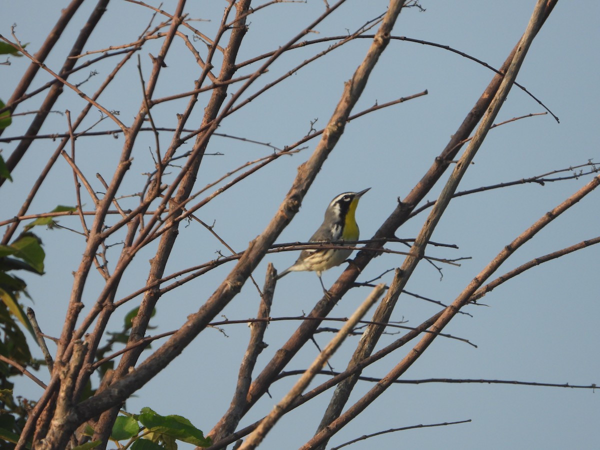 Yellow-throated Warbler - ML258571341