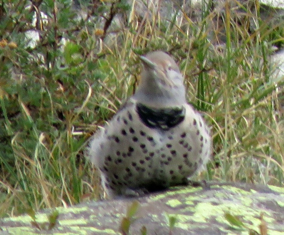 Northern Flicker (Red-shafted) - ML258576841