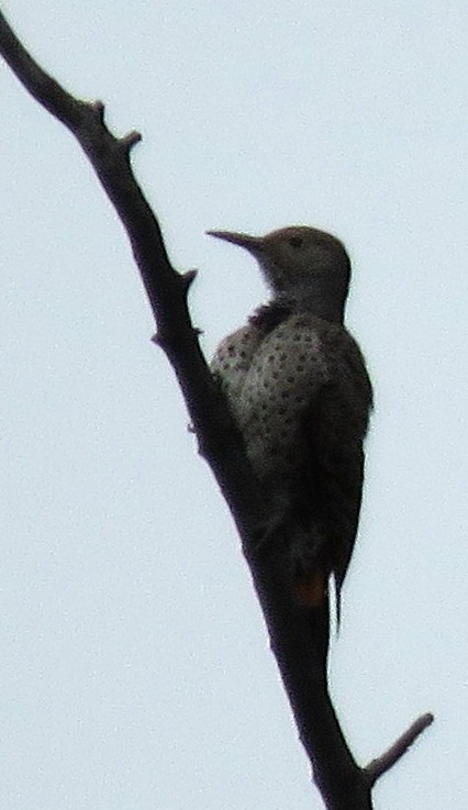 Northern Flicker (Red-shafted) - ML258576891