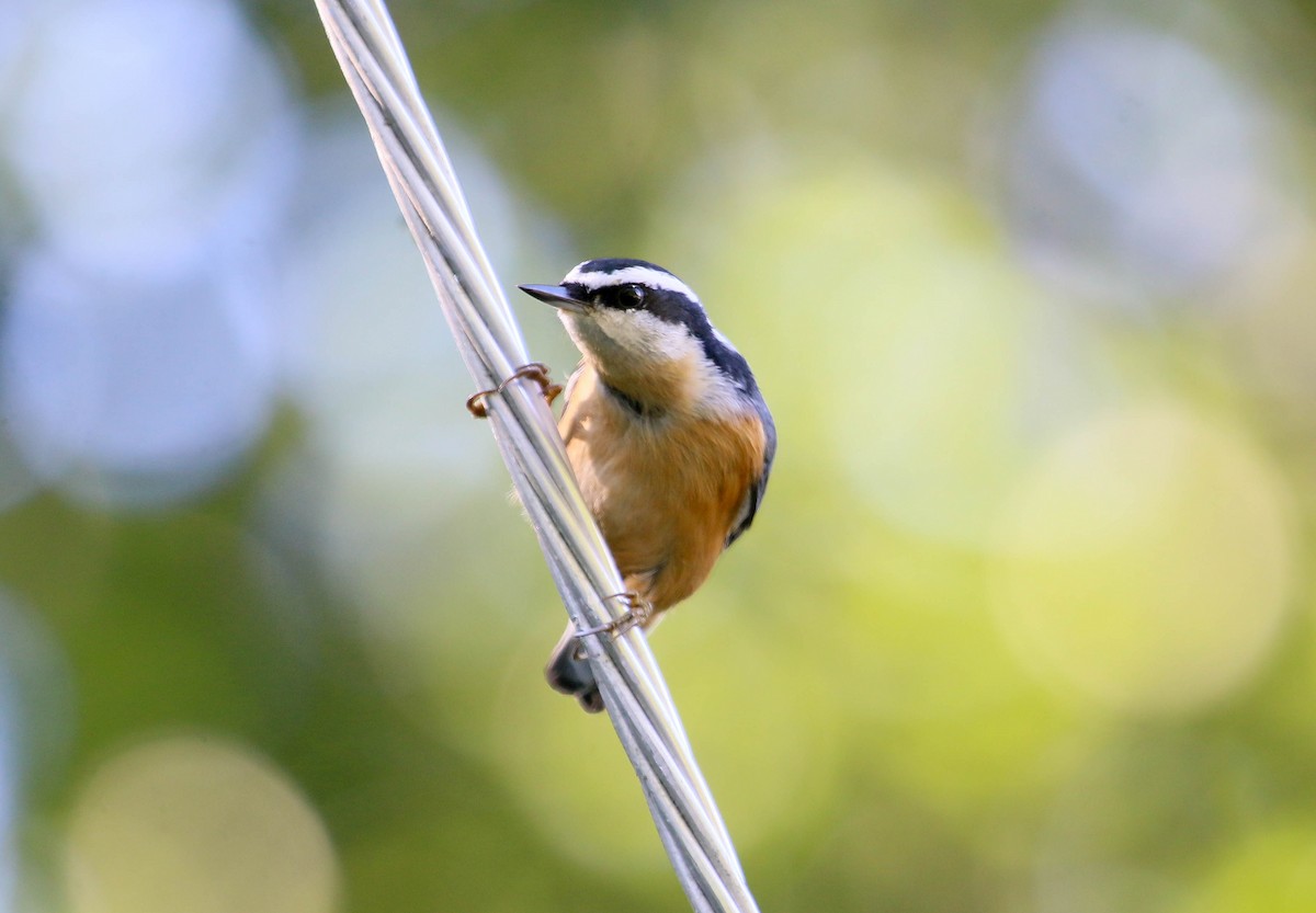 Red-breasted Nuthatch - ML258588391