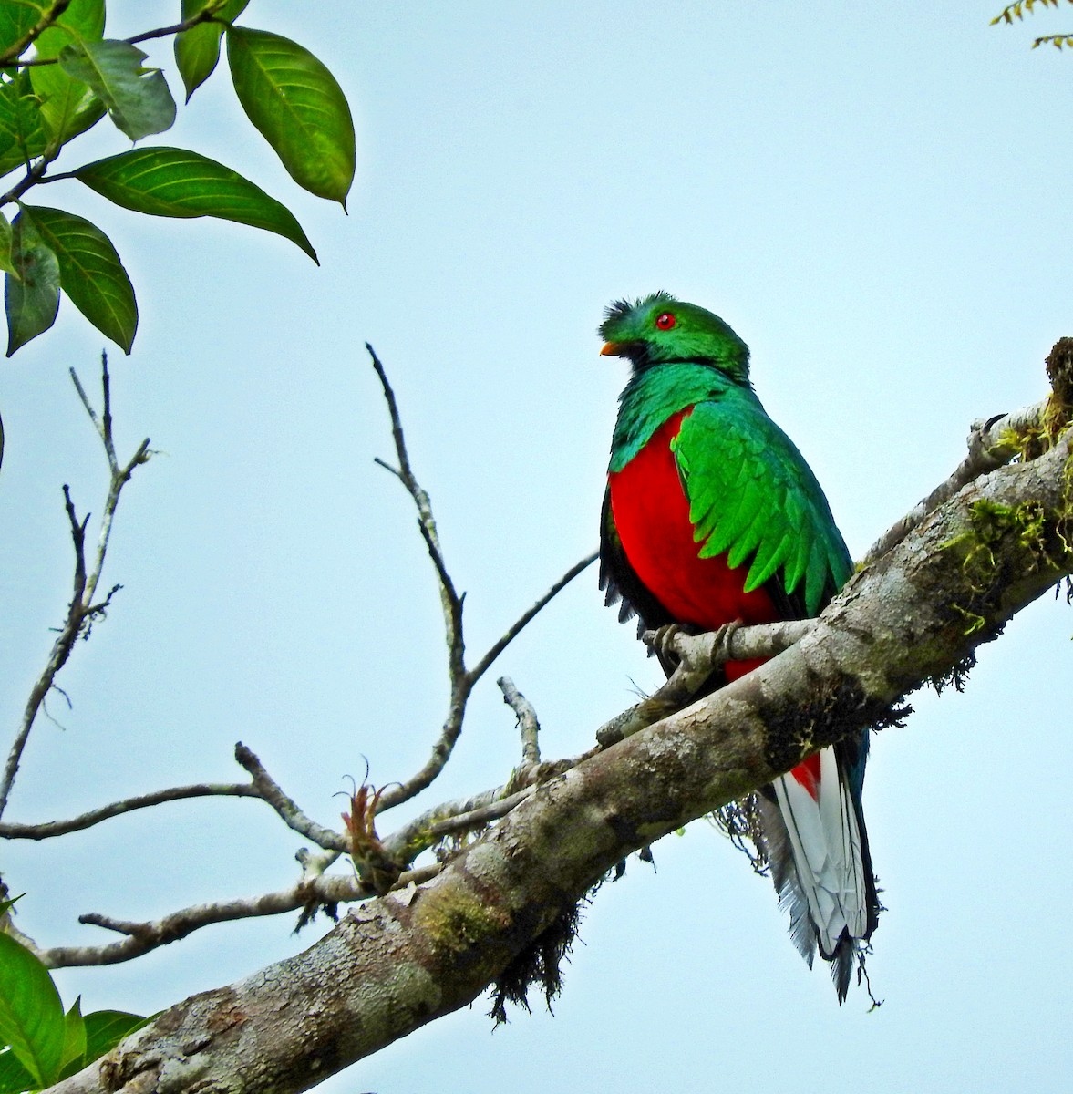 Crested Quetzal - ML258589781